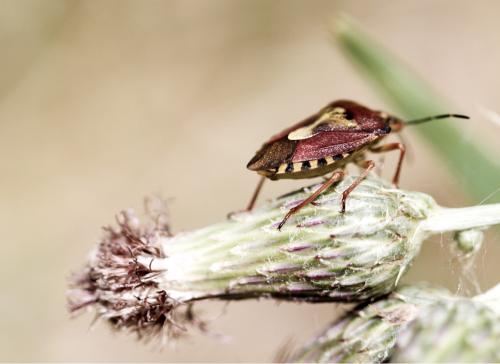 Réf. 188 875 : Carpocoris sp.